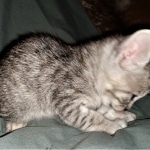 Savannah, F-3C, BST, Male, DOB 3-23-20