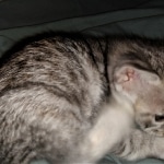 Savannah, F-3C, BST, Male, DOB 3-23-20