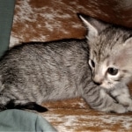 Savannah, F-3C, BST, Male, DOB 3-23-20