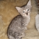 Bjorn, Savannah, F-3C, BST, Male, DOB 3-23-20