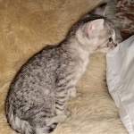 Bjorn, Savannah, F-3C, BST, Male, DOB 3-23-20