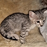 Bjorn, Savannah, F-3C, BST, Male, DOB 3-23-20