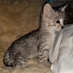 Bjorn, Savannah, F-3C, BST, Male, DOB 3-23-20