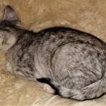 Bjorn, Savannah, F-3C, BST, Male, DOB 3-23-20