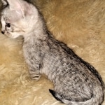 Bjorn, Savannah, F-3C, BST, Male, DOB 3-23-20