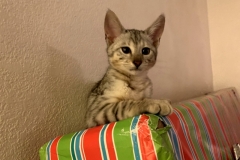 Keziah Savannah F-3C  Silver Female DOB 9-10-18