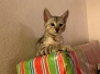 Keziah Savannah F-3C  Silver Female DOB 9-10-18