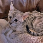 Savannah, F-3C, Silver, Female, DOB 9-10-11