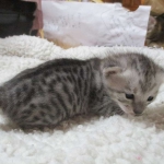 Savannah, F-3C, BST/Silver, Female, DOB 9-10-11