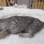 Savannah, F-3C, Silver, Female, DOB 9-10-11