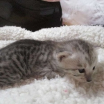 Savannah, F-3C, Silver, Female, DOB 9-10-11