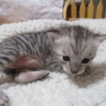 Savannah, F-3C,Silver, Female, DOB 9-10-11