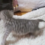 Savannah, F-3C, Silver, Female, DOB 9-10-11