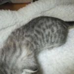 Savannah, F-3C, Silver, Female, DOB 9-10-11