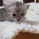 Savannah, F-3C, Silver, Female, DOB 9-10-11