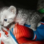 Savannah, F-3C, Silver, Female, DOB 9-10-11