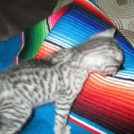 Savannah, F-3C, Silver, Female, DOB 9-10-11