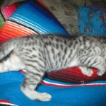 Savannah, F-3C, Silver, Female, DOB 9-10-11