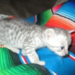 Savannah, F-3C, Silver, Female, DOB 9-10-11