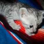 Savannah, F-3C, Silver, Female, DOB 9-10-11