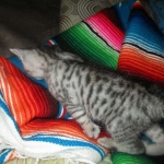 Savannah, F-3C, Silver, Female, DOB 9-10-11