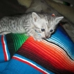 Savannah, F-3C, Silver, Female, DOB 9-10-11