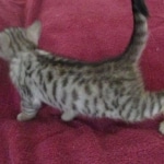 Savannah, F-3C, Silver, Female, DOB 9-10-11