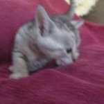 Savannah, F-3C, Silver, Female, DOB 9-10-11