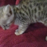 Savannah, F-3C, Silver, Female, DOB 9-10-11