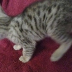 Savannah, F-3C, Silver, Female, DOB 9-10-11