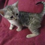 Savannah, F-3C, Silver, Female, DOB 9-10-11