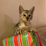 Keziah, Savannah, F-3C, Silver, Female, DOB 9-10-11