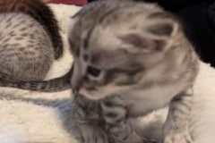 Voorhees Savannah F-3C Dark Silver Male kitten DOB 4-21-26