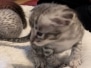 Savannah F-3C Dark Silver Male kitten DOB 4-21-26