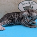 F-3C-Savannah-Kitten-b