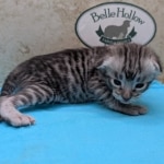 F-3C-Savannah-Kitten-d