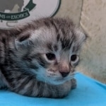 F-3C-Savannah-Kitten-f