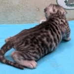 F-3C-Savannah-Kitten-g
