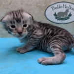 F-3C-Savannah-Kitten-j