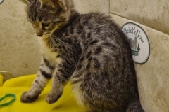 Cupcake Savannah F-3C female #1 DOB 10-21-23