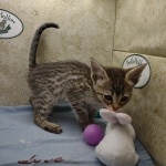 Savannah F-3-female Kitten