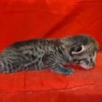 Savannah F-3-female Kitten