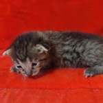 Savannah F-3-female Kitten