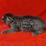 Savannah F-3-female Kitten