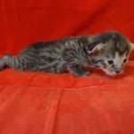 Savannah F-3-female Kitten