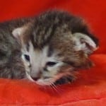 Savannah F-3-female Kitten
