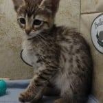 Savannah F-3-female Kitten