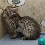 Savannah F-3-female Kitten