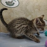 Savannah F-3-female Kitten