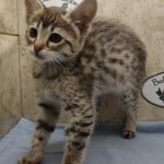 Savannah F-3-female Kitten